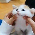 Какие щечки