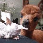 I'll just nibble your ears while you are sleeping