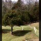 This is Captain. he points at the chickens every day and nobody knows why.