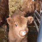Far too adorable wee baby calf only two weeks old 😍😍 I wanted to take her home 💖