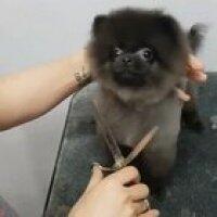 Bopping to his haircut