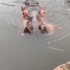 Бегемот, по ряду данных, является самым опасным для человека зверем Африки — от его нападений гибнет значительно больше людей, чем от напад