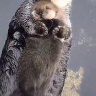 🔥 Momma sea otter making sure her pup is comfy 🔥