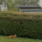 Ludwig, the neighbour's cat