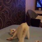 Cat doing a hecking dive