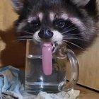 Trying to hydrate, nothing to see here