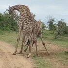 Грация и пластика...