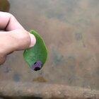 Pen ink on a leaf zooming through a puddle