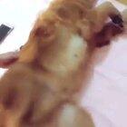 V4 pupper engine 168 bork power