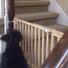 Why’d I even buy a gate...