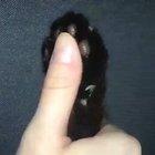 Press on the beans and you get the means...