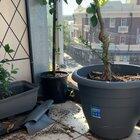 The change in intensity of this prism rainbow at a different angle