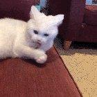 Kitty finds out candy canes are made with peppermint oil