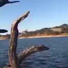 Climbing a fairly tall tree