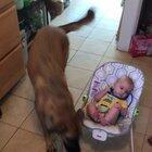 Stella is terrified of the vacuum cleaner but if she has to lay down her life to protect the baby from it, by God she will.