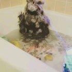 Raccoon taking a bath