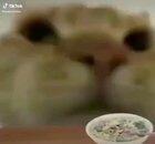 Me after eating 1 piece of salad and a monster zero ultra