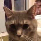 The smollest of meows