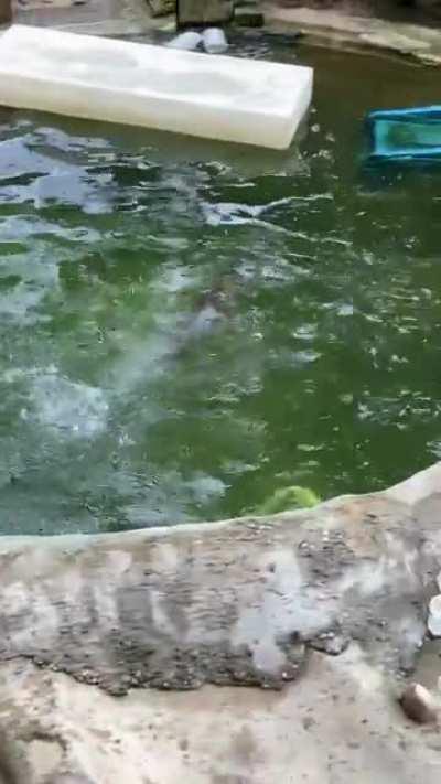 Apparently otters are zoomers!