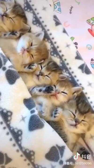 i am a beautiful cat i am feeling very sleepy right now