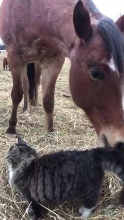 Puss in Boops and the horse