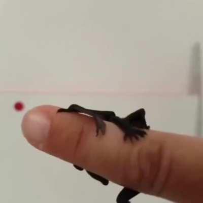 Thought you all might enjoy some bat grabbies