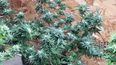 Blue Dream under FC-E6500