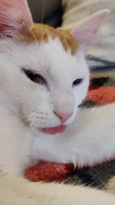 My 8-month old kitten likes to suckle blankets...even when there's no blanket to suckle