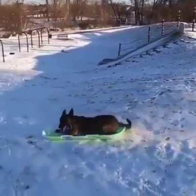 Dog enjoys sledding