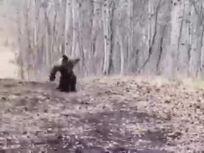 A dancing bear cub