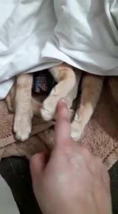 suspiciously high number of limbs today