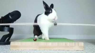 Rabbit trying to eat a grape