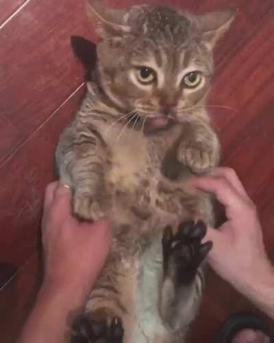 I'm not sure he's convinced by the belly rubs