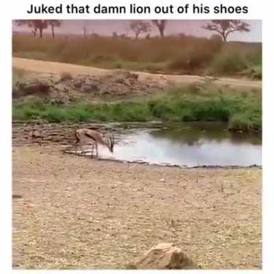 🔥 Deer outsmarts a lion