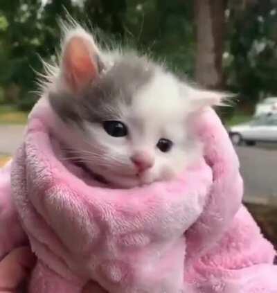 It's Snowing And This Smol One Need A Warm Blanket