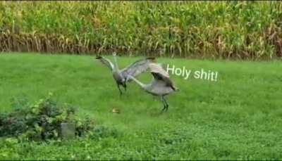 My GF recorded some cranes this morning. This was her interpretation of their interaction.