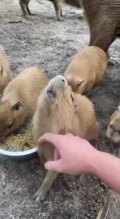 Tiny capybara loves tickes