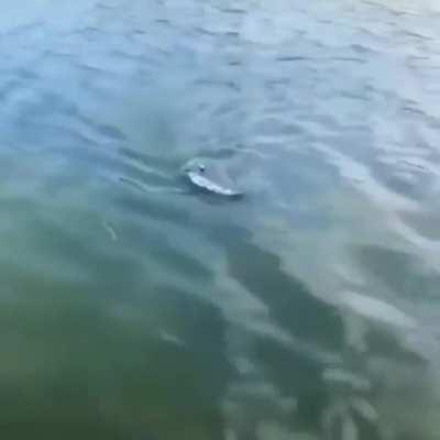 Интересный кораблик