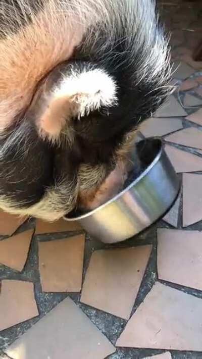 There is something wrong with my clients dog.