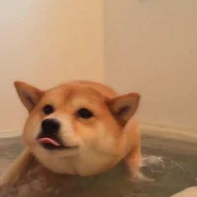 swimmin doge