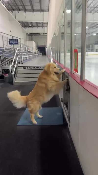Drake the Golden Retriever off-season training