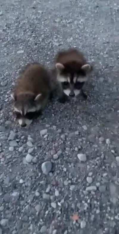 Cute baby raccoons