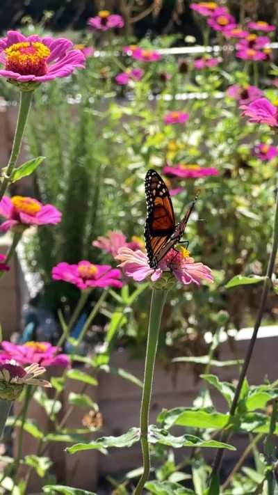 Bonus - A bumblebee flies past