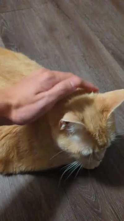 Petting the chonker