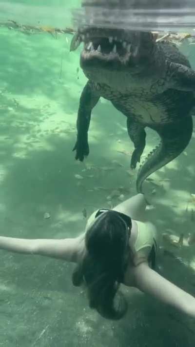 Didn't even notice the alligator