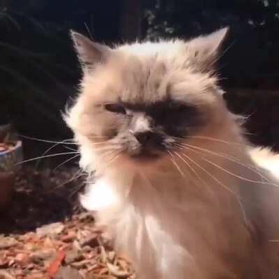 3 packs a day minimum