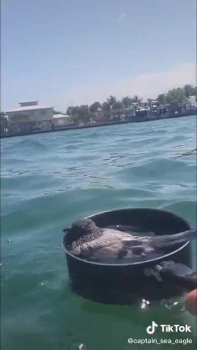 Man with a metal pan in one hand and a phone in the other rescues a drowning pigeon