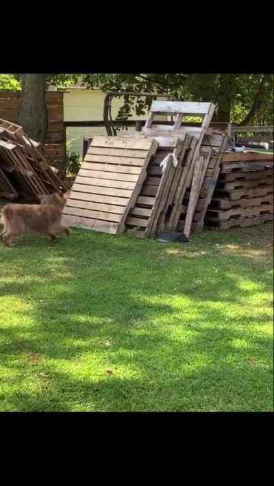 You can’t catch me!