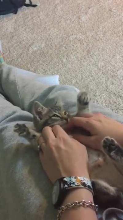 Pancake loved to show off her murder mittens as a kitten.