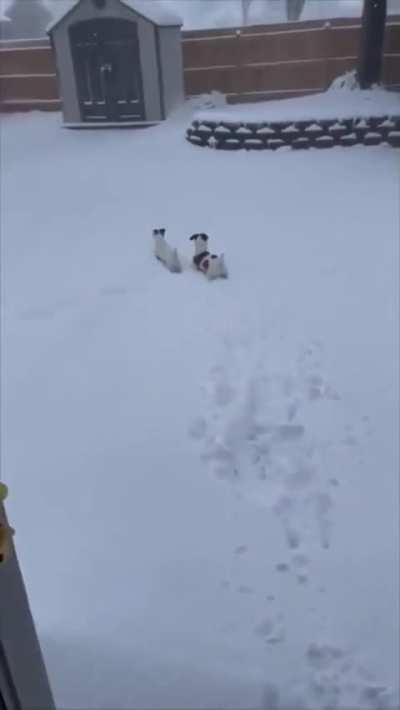 Winter woes for doggos